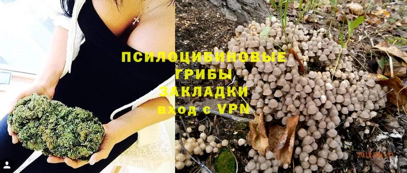 blacksprut зеркало  Ртищево  Галлюциногенные грибы Psilocybe 